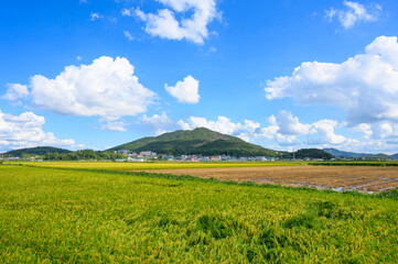 Fototapeta premium Korean traditional rice farming. Autumn rice field landscape. Korean rice paddies.Rice field and the sky in Ganghwa-do, Incheon, South Korea.