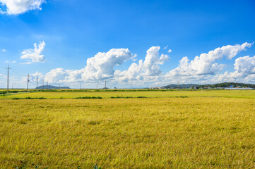 Korean traditional rice farming. Autumn rice field landscape. Korean rice paddies.Rice field and the sky in Ganghwa-do, Incheon, South Korea.