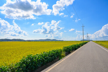 Korean traditional rice farming. Autumn rice field landscape. Korean rice paddies.Rice field and the sky in Ganghwa-do, Incheon, South Korea.