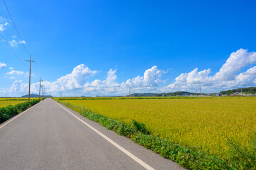 Korean traditional rice farming. Autumn rice field landscape. Korean rice paddies.Rice field and the sky in Ganghwa-do, Incheon, South Korea.