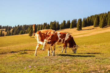 Two brown and white cows grazing on sunlit mountain meadow during golden hour, idyllic rural summer...