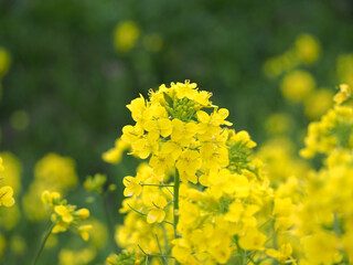 ５月　植物　黄色の花