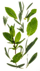 Fototapeta premium Fresh herbs arranged on white background