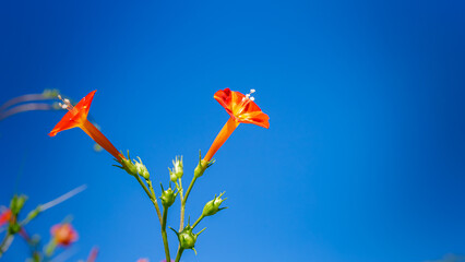 Close-up of a small red morning glory (Ipomoea rubriflora or hederifolia or quamoclit coccinea) in the meadow taken in the morning sunlight on a sunny day.