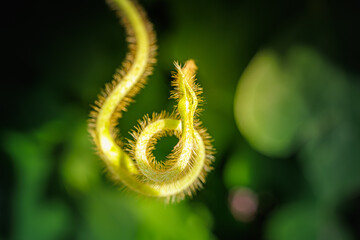 Close-up of tendril shaped like treble clefs. a lot of fluff
