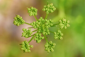 Top view of the tiny green buds of a  wild plant; macrophotography captured in a garden in the eastern Andean mountains of central Colombia, near the town of Villa de Leyva.