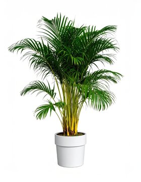 A lush, green, indoor parlor palm in a simple white pot, isolated on a white background; vibrant foliage and yellow-tinged stems