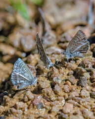 Hemiargus martha butterflies puddling on the bank f a creek in the La Candelaria desert, in the eastern Andean mountains of central Colombia near the town of Raquira.