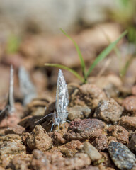 Hemiargus martha butterflies puddling on the bank f a creek in the La Candelaria desert, in the eastern Andean mountains of central Colombia near the town of Raquira.
