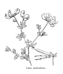 Lotus corniculatus is a flowering plant in the pea family Fabaceae, old vintage illustration, 1892