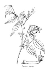 Orobus vernus is a perennial herbaceous plant of the genus Lathyrus of the Legume family, old vintage illustration, 1892