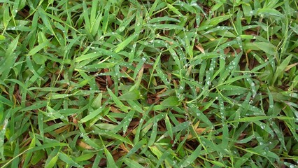 Fresh green grass with morning dew drops in spring. Water drops on grass, natural wallpaper, panoramic view, soft focus