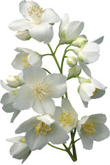 Obraz premium flower, flowers, purple, nature, plant, spring, violet, bloom, blue, blossom, garden, viola, petal, flora, pansy, summer, beauty, isolated, floral, leaf, pink, white, macro, blooming, color