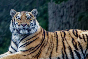 Portrait of a tiger sitting, alert, looking at the camera