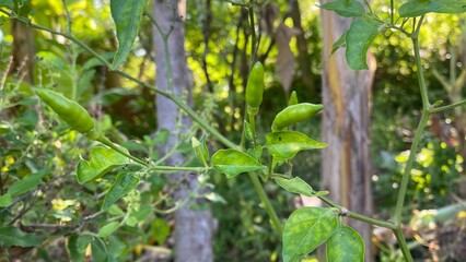 Fresh chili plants growing in countryside vegetable garden farm