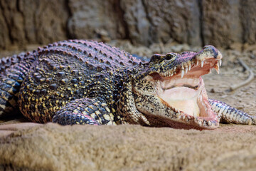 A portrait of a crocodile with its mouth open, showing its teeth with detailed skin