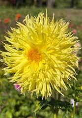 yellow dahlia flower