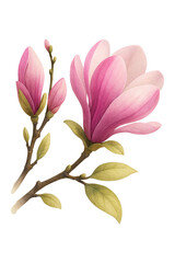 A close-up view of a pink magnolia flower in full bloom isolated on a white background