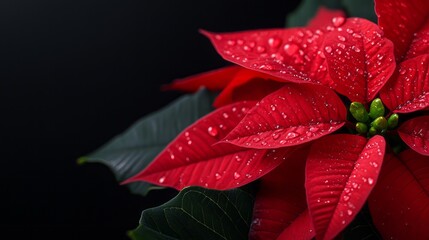 Fototapeta premium Vibrant Red Poinsettia Flower with Water Drops on Dark Background for Holiday Decoration