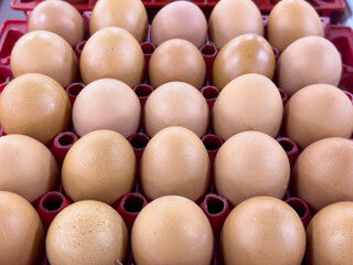 Several trays filled with dozens of brown eggs are neatly arranged on a flat surface, likely in a warehouse or processing facility.