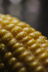 Fresh yellow corn close up, healthy vegan food, natural ingredient