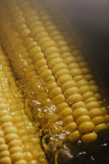 Fresh yellow corn close up, healthy vegan food, natural ingredient