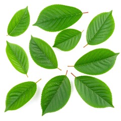 Fresh green leaves arranged on a white background