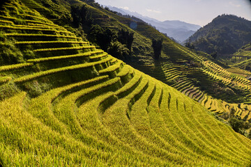 Risaie a terrazza del Vietnam