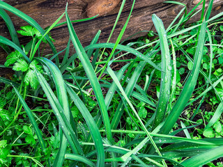 Close-up of green grass blades with spherical water droplets aligned along the veins. A fresh, natural scene highlighting surface tension, morning moisture, and the beauty of plant textures.