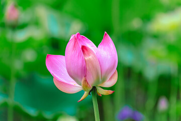 Obraz premium ハスの花4ｰ51