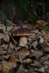 I funghi porcini nel loro habitat naturale.