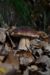 I funghi porcini nel loro habitat naturale.