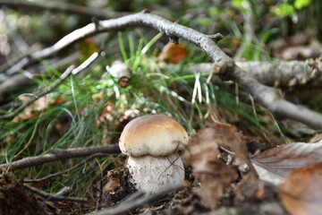 I funghi porcini nel loro habitat naturale.