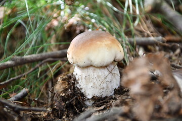 I funghi porcini nel loro habitat naturale.