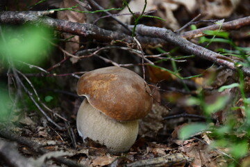 I funghi porcini nel loro habitat naturale.