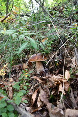 I funghi porcini nel loro habitat naturale.