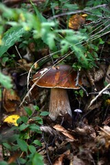 I funghi porcini nel loro habitat naturale.