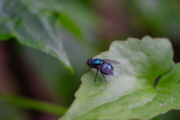 Macro Side View of a Common Bluebottle Fly on a Green Leaf