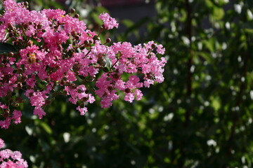 真夏の青空に映える