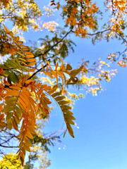 Close up of autumn golden and orange foliage on trees