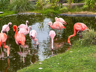 A group of flamingo birds al small lake in a zoo park