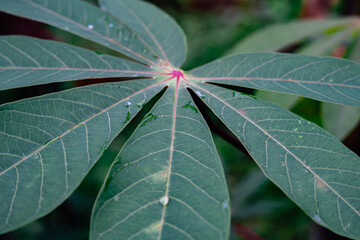 Macro Detail of the Center and Veins of a Cassava Leaf with Selective Focus