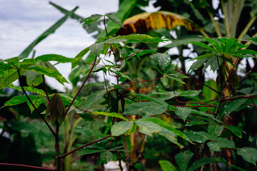 A Young Cassava Plant Growing in a Lush Tropical Garden with Banana Trees