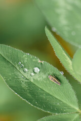 A tiny leafhopper besides some raindrops on a clover leaf, macrophotography shot in a garden in the eastern Andean mountains of central Colombia, near the Iguaque natural reserve.