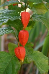 Physalis et son feuillage en été dans un jardin en gros plan