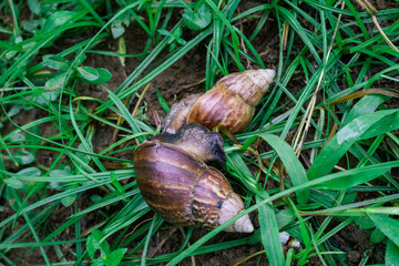 Two Giant African Snails or Bekicot (Achatina Fulica) on the Ground in Green Grass