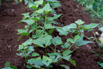 Young Sweet Potato Plants Growing in Rows of Tilled Soil on an Organic Farm