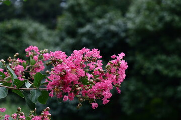 真夏の青空に映える