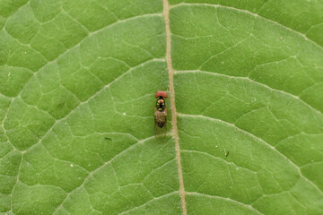 A big orange eyed fly resting in the center of the leaf, in a forest in the eastern Andean mountains of central Colombia, near the Iguaque natural reserve.