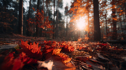 Autumn Maple Leaves on Forest Path, 4K
